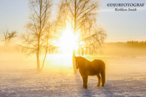 Islandshäst i vintrigt landskap