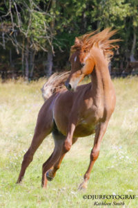 springande arabhäst