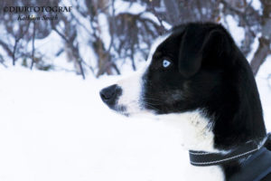 Porträtt av blandrashund med blå ögon